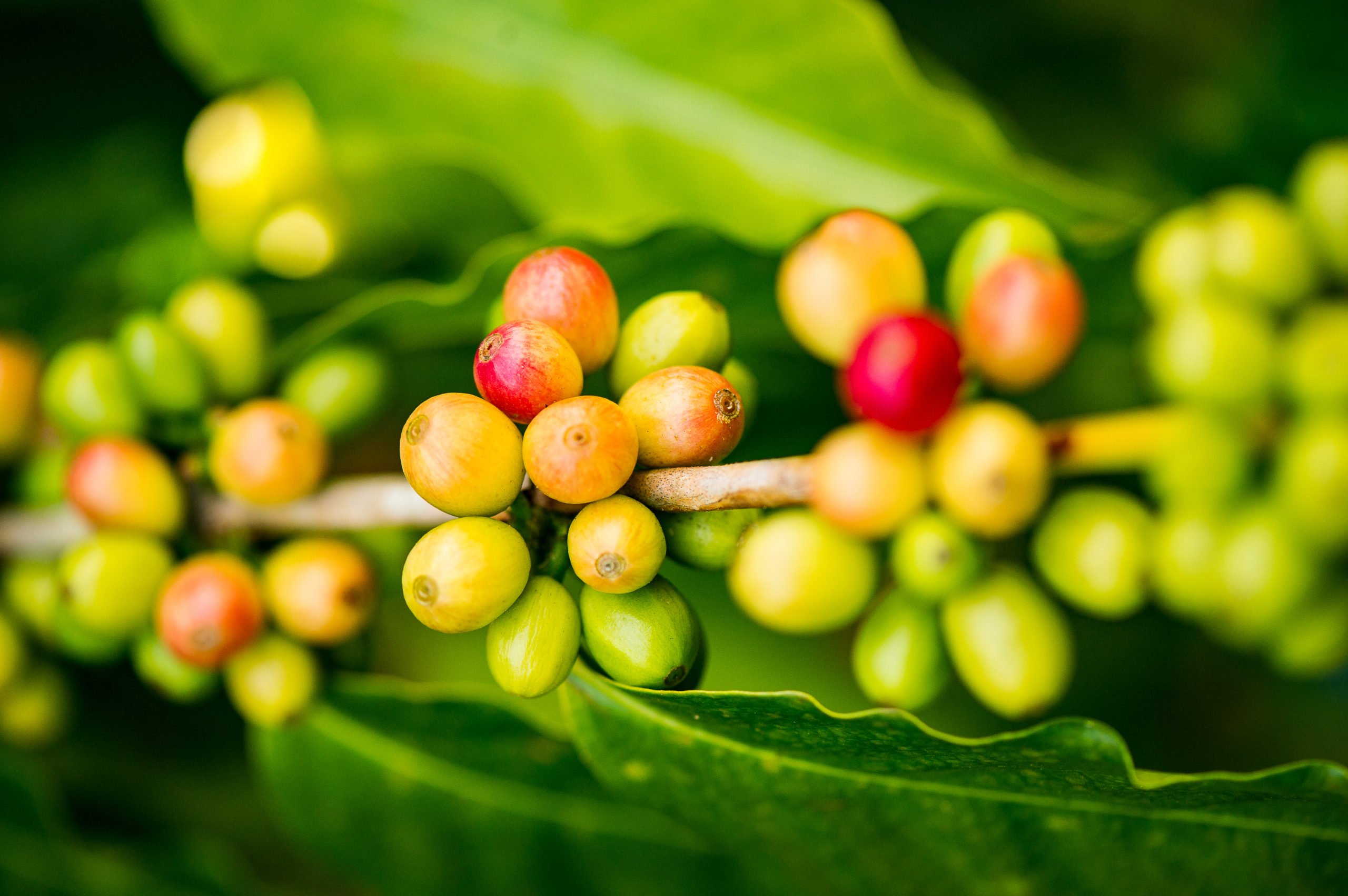 “Coffee:  The Magical Bean That Isn’t Just for Breakfast Anymore”